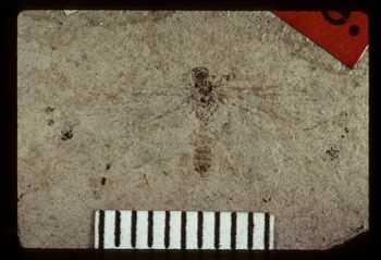 Media type: image;   Entomology PALE-375 Aspect: full